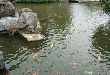 桂林园林植物园第 29 张图片