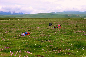 若尔盖花湖生态旅游区第 57 张图片