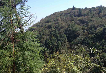 麻姑山第 23 张图片