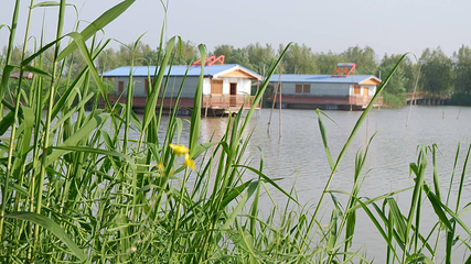 高邮湖芦苇荡湿地公园第 25 张图片