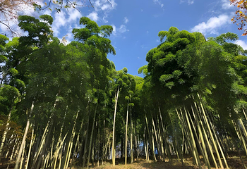 莫干山风景名胜区第 131 张图片