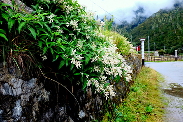 鲁朗花海牧场景区第 40 张图片