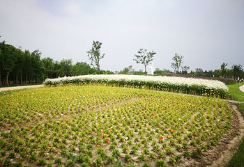 同里国家湿地公园第 34 张图片