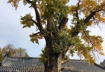 冠世榴园青檀景区第 29 张图片