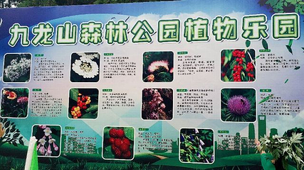 九龙山国家森林公园第 30 张图片