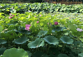 朝阳公园第 230 张图片