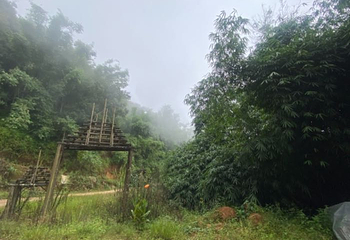 南糯山第 12 张图片
