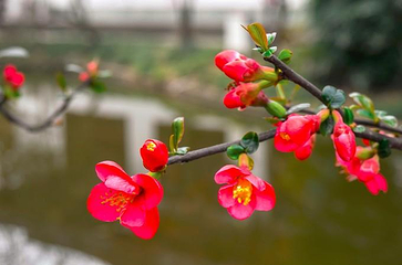 棠湖公园第 12 张图片