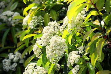 秦岭国家植物园第 27 张图片