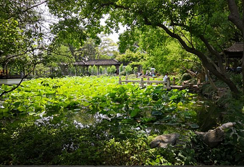 醉白池第 42 张图片