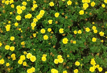 花木大世界(如皋)国际园艺城第 4 张图片