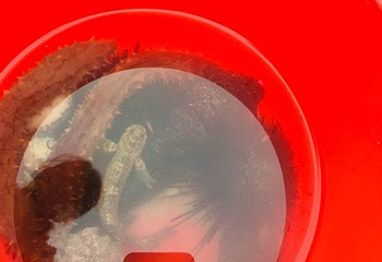木兰湾第 10 张图片