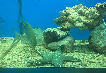 新澳海底世界第 62 张图片