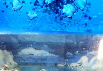重庆汉海海洋公园第 59 张图片