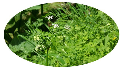 野荷谷第 21 张图片