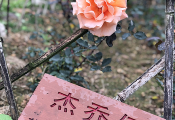 南宁花雨湖生态休闲旅游区第 27 张图片