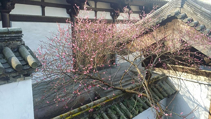 龙兴古寺第 15 张图片