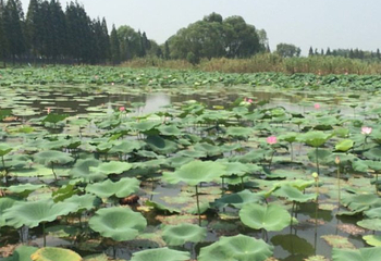 洪湖生态旅游区第 35 张图片
