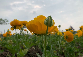 蔚然花海第 321 张图片