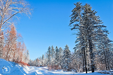 雪乡狗熊岭景区第 20 张图片