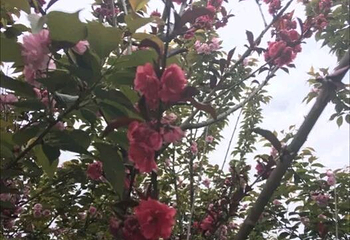 花田广兴宝塔浪漫樱花园第 9 张图片