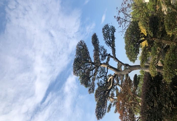 古徽州文化旅游区第 15 张图片