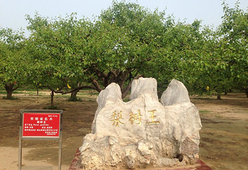 砀山梨树王景区第 3 张图片