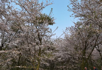 贵安樱花园第 30 张图片