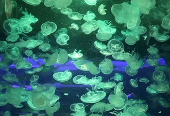 大明湖海底世界第 30 张图片