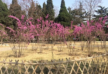 竞秀公园第 11 张图片