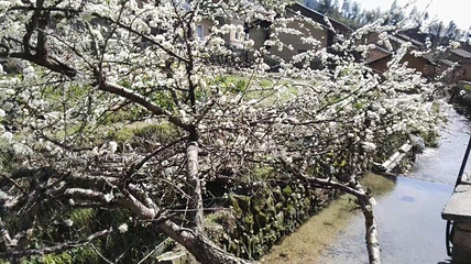 古田山自然保护区第 5 张图片