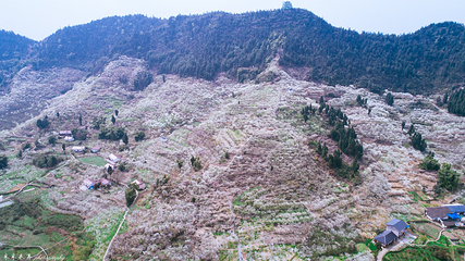 统景印盒李花生态旅游区第 21 张图片
