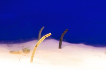 青岛海底世界第 36 张图片