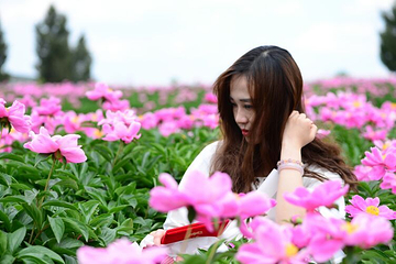 广兴芍药园第 15 张图片