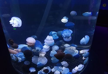芜湖新华联大白鲸海洋公园第 63 张图片