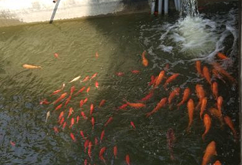 大觉寺第 34 张图片