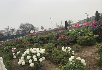 曹州百花园第 23 张图片