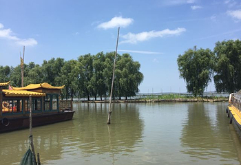高邮湖芦苇荡湿地公园第 41 张图片