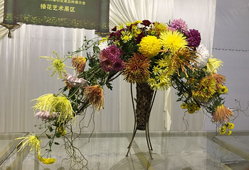 嵩明菊花展览会第 16 张图片