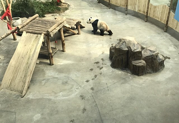 中国亚布力熊猫馆第 33 张图片