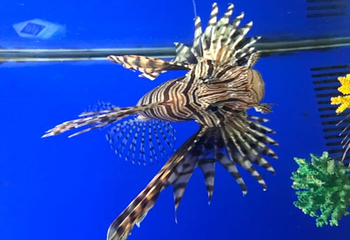 海之语海洋世界第 78 张图片