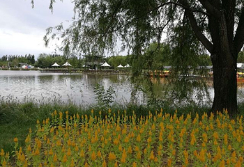 白银水川黄河湿地公园第 11 张图片