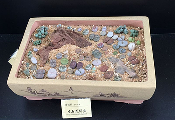 上海多肉植物展第 17 张图片