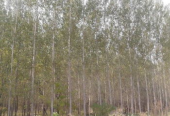 中牟雁鸣湖第 8 张图片
