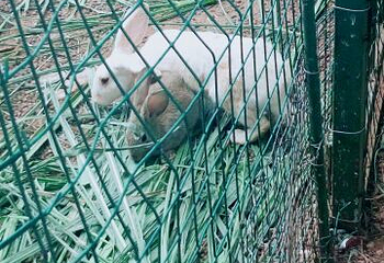 金鹿园第 29 张图片