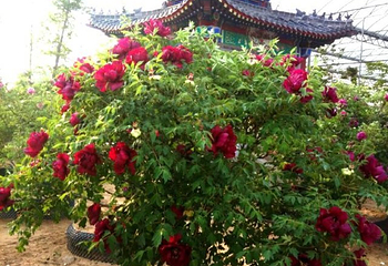 丽正园第 24 张图片