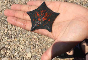 兴成孙家赶海园第 28 张图片