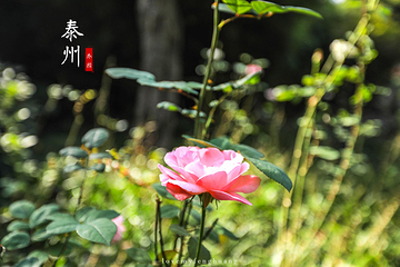 乔园第 43 张图片