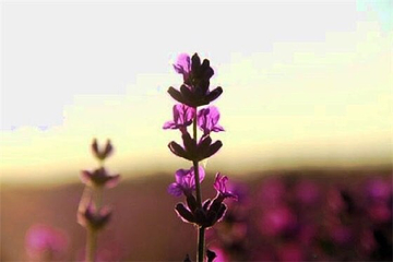 汉家公主薰衣草园第 8 张图片