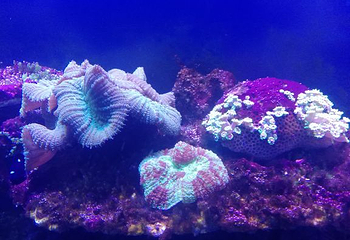 绵阳海底世界第 16 张图片